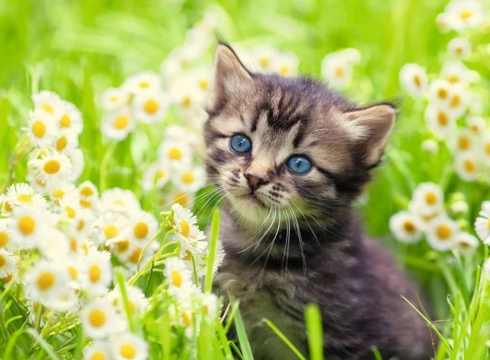 Ravensburger puzzle Kitten in a Meadow 500 pieces