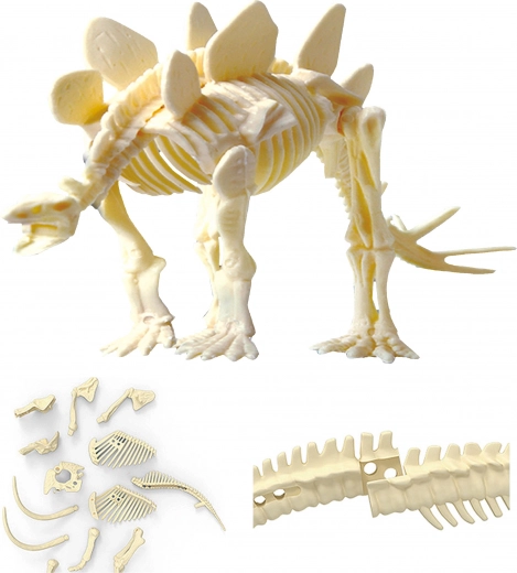Saliec reālistisku STEGOSAURA skeletu