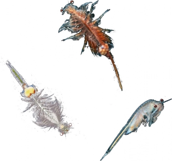 Ideāli bērniem 8–12 gadi