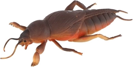 Reālistisks izskats, kas aizrauj