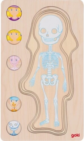 Detalizēts anatomiskais modelis