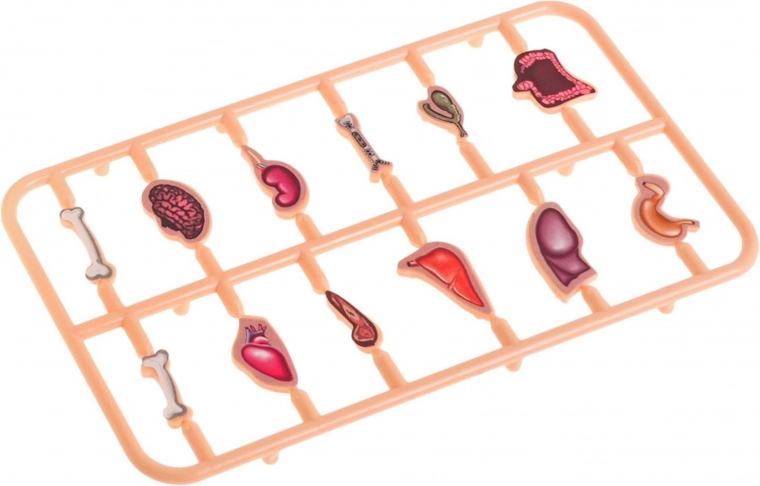 Pilns komplekts ar 12 orgāniem un glabāšanas vietu