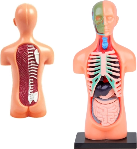 Reālistisks šķērsgriezums un anatomiskas detaļas