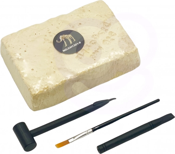 Izrok un atklāj: dinozaura fosilās kaulu atliekas