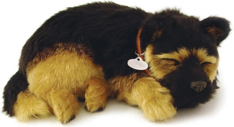 Maigs kažociņš un uzticams vācu aitu šķirnes veidojums