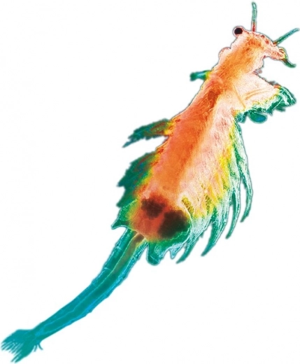 Dzīvā zinātne tieši mājās