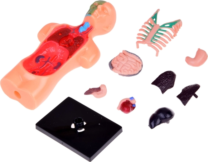 Izņemami orgāni interaktīvai mācīšanai