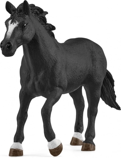 Amazing Appaloosa horse