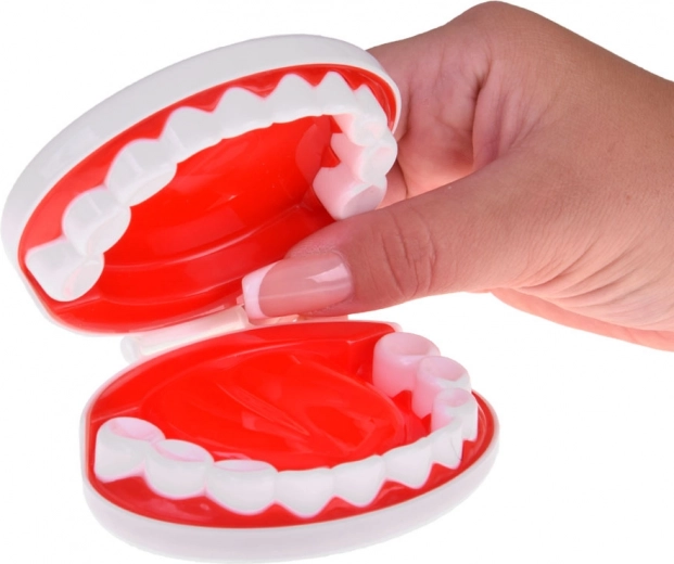 Zobārsta stūrītis ar žokļa modeli