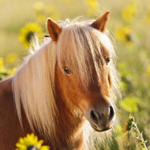 Skaistas ilustrācijas, kas iedvesmo spēlei