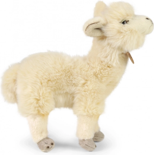 Maigs un kvalitatīvs plīšs