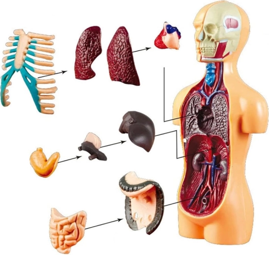 Kompakts 15 cm izmērs un stabils statīvs